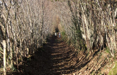 Forest path