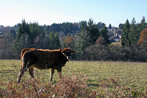 Vache près du bourg de Cheissoux