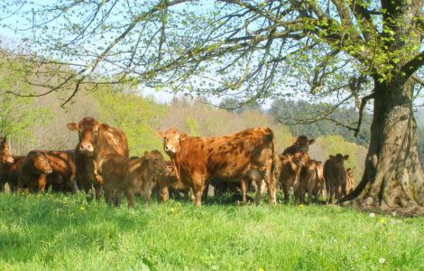 Herd of cows